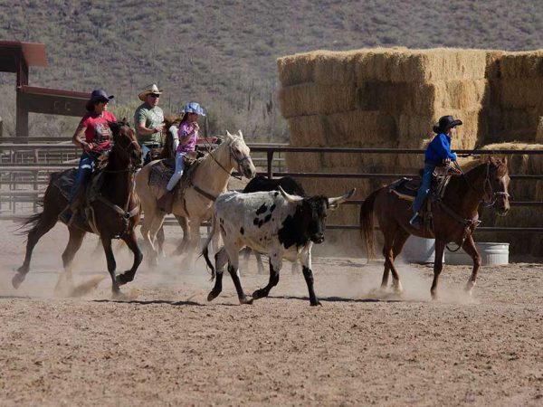 White Stallion Ranch Team Penning