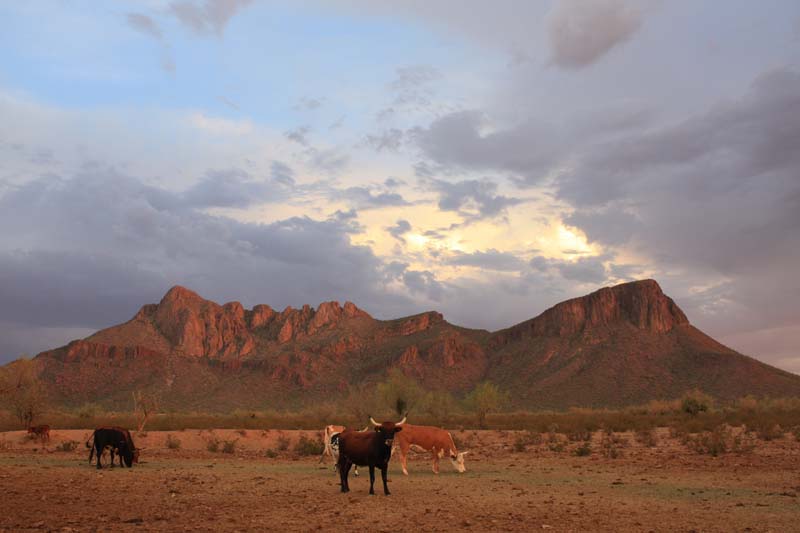 White Stallion Ranch Scenery