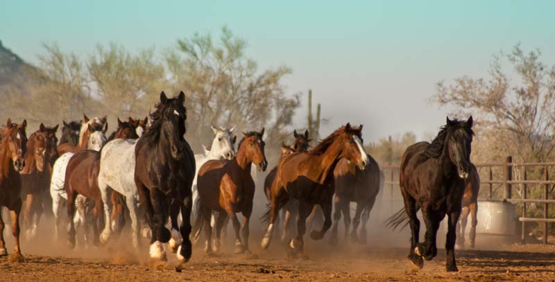 White Stallion Ranch Scenery