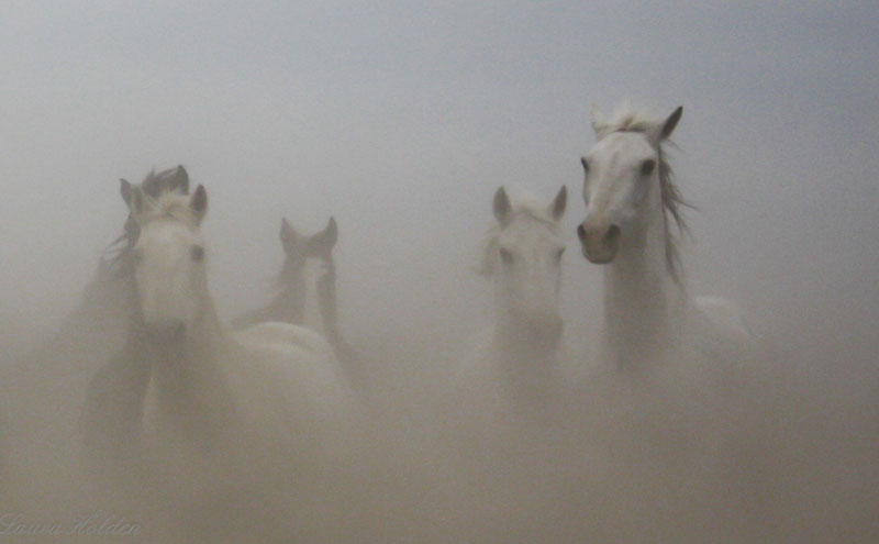 White Stallion Ranch Scenery