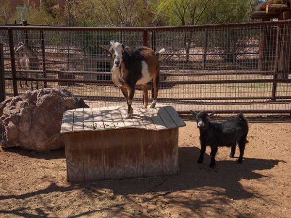 White Stallion Ranch Petting Zoo