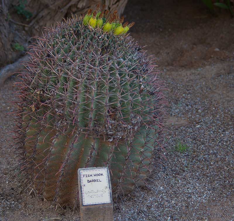 White Stallion Ranch Cactus Garden