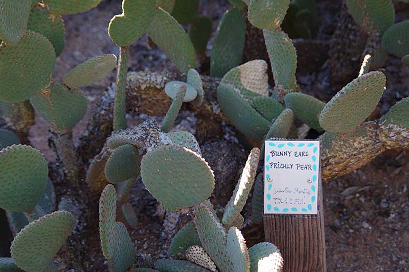 White Stallion Ranch Cactus Garden