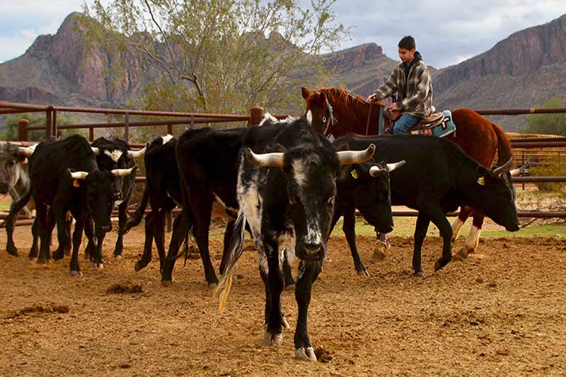 White Stallion Ranch Riding Photo Gallery