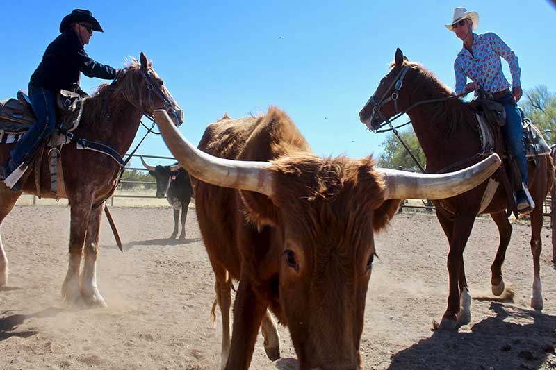 White Stallion Ranch Riding Photo Gallery