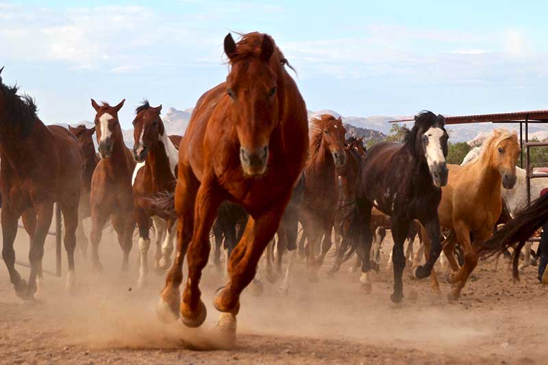 White Stallion Ranch Scenery