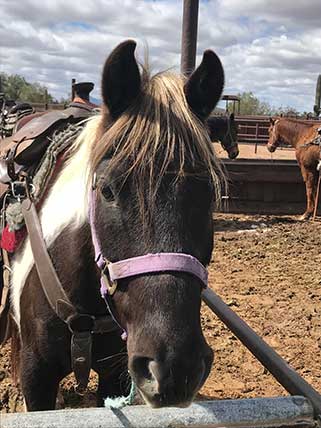 Romeo - horse of the month